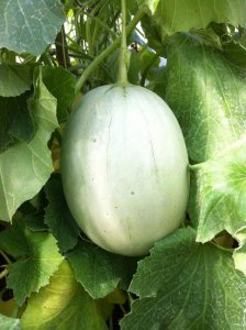 growing melons 3