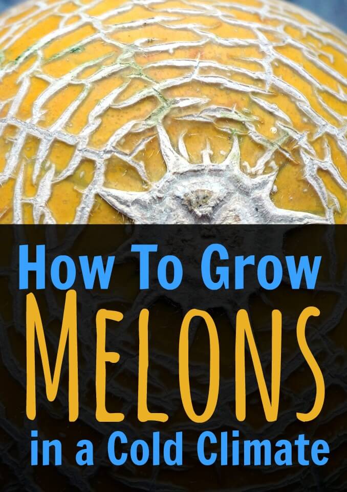 Find out how to grow melons in the greenhouse. No matter how cold it is where you live, it's possible to grow your own fresh, delicious melons. Find out how here. #gardening #vegetable #growing 