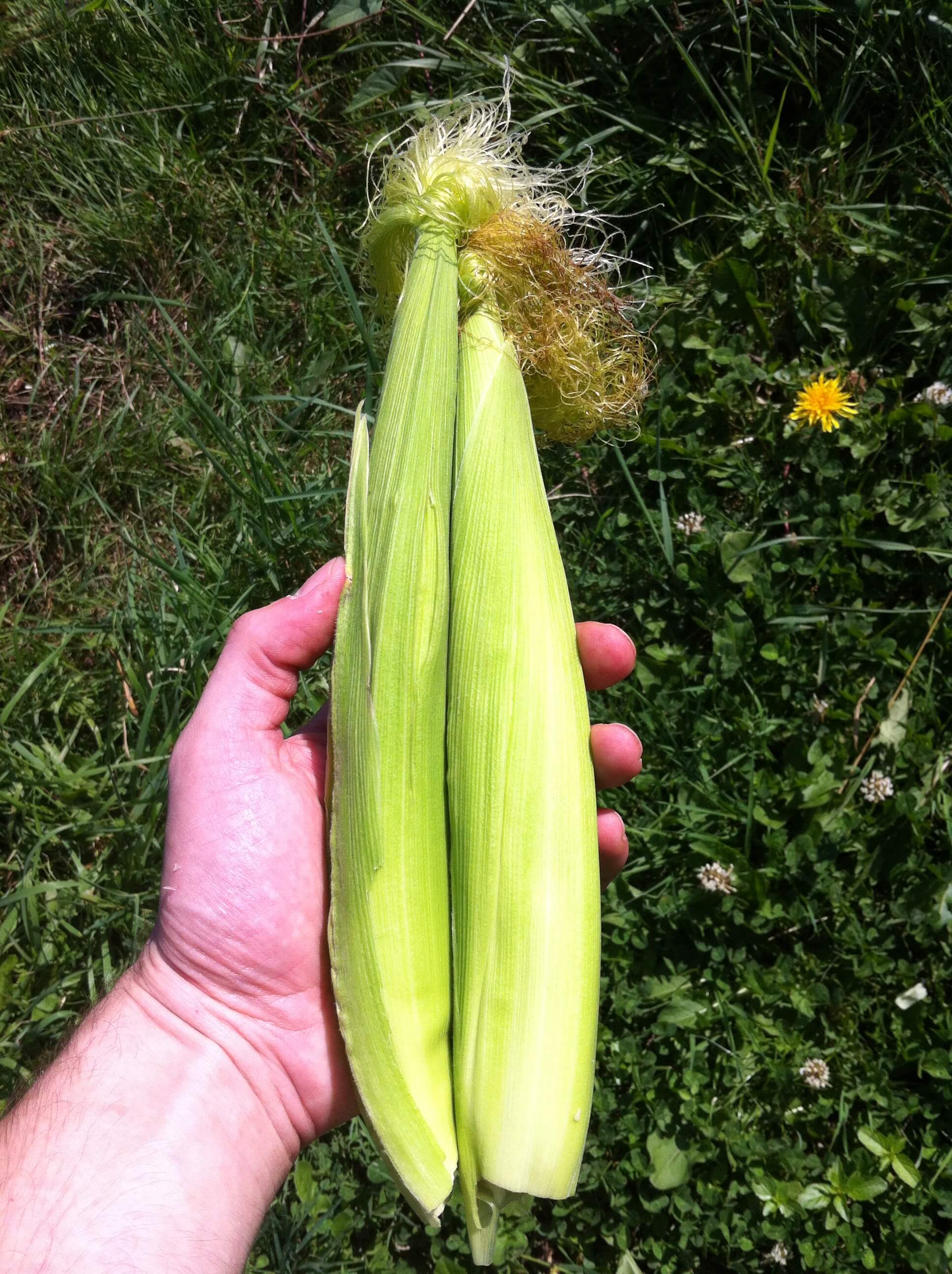 growing baby sweet corn