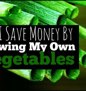 Want to save money and spend less? If so, one easy way to help your budget is to grow your own food. Here's how I save money by growing my own vegetables. #homesteading #frugality