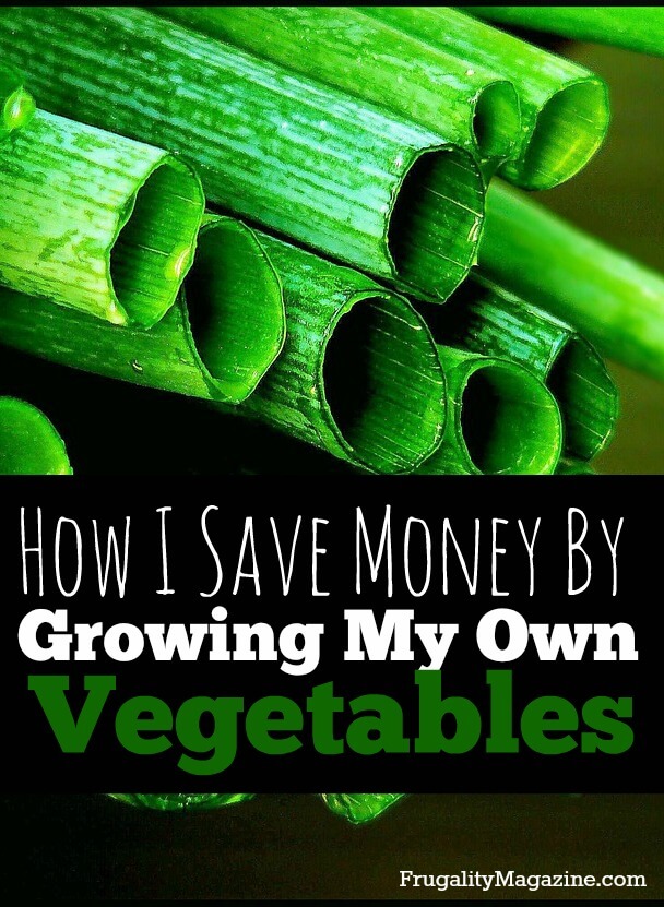 Want to save money and spend less? If so, one easy way to help your budget is to grow your own food. Here's how I save money by growing my own vegetables. #homesteading #frugality
