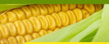 Growing baby sweetcorn isn't just easy; it's also great fun and can save you a load of money. Even if you've only got a tiny patch of ground available, here's how to grow baby corn the easy way. #frugality #budgeting