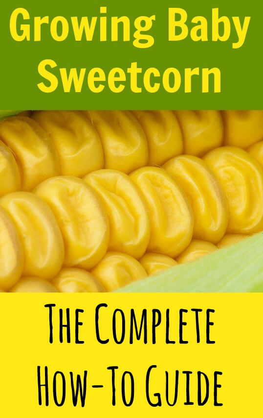 Growing baby sweetcorn isn't just easy; it's also great fun and can save you a load of money. Even if you've only got a tiny patch of ground available, here's how to grow baby corn the easy way. #frugality #budgeting 