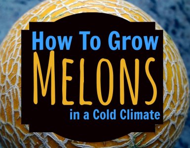 Find out how to grow melons in the greenhouse. No matter how cold it is where you live, it's possible to grow your own fresh, delicious melons. Find out how here. #gardening #vegetable #growing