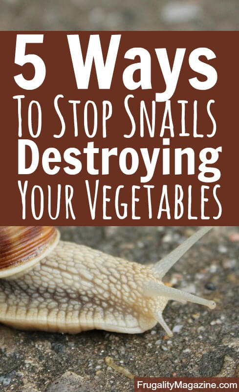 Do you grow your own vegetables? Are you sick of snails eating your crops? If so, here are some proven pest control tips. #gardening #selfsufficiency