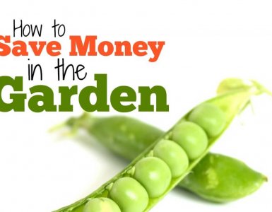 How to save money in the garden when you're growing your own fruits and vegetables. Top money-saving tips every gardener needs.